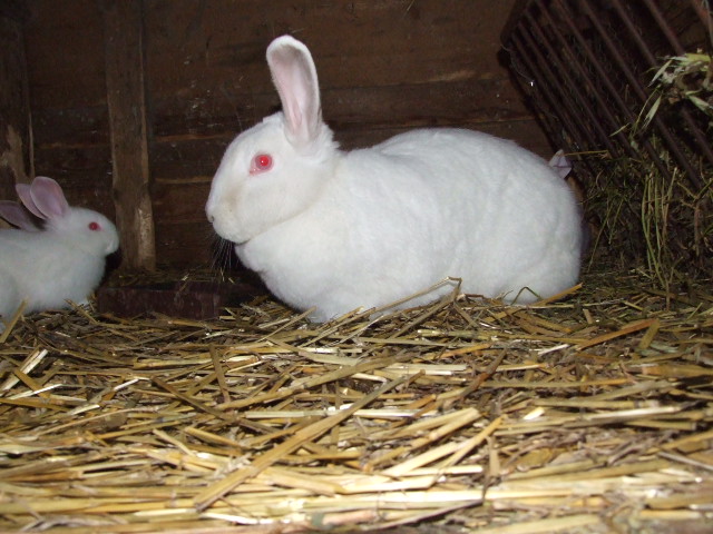 Dscf2004.jpg