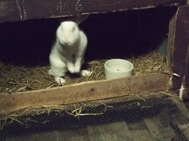 Dscf2043.jpg