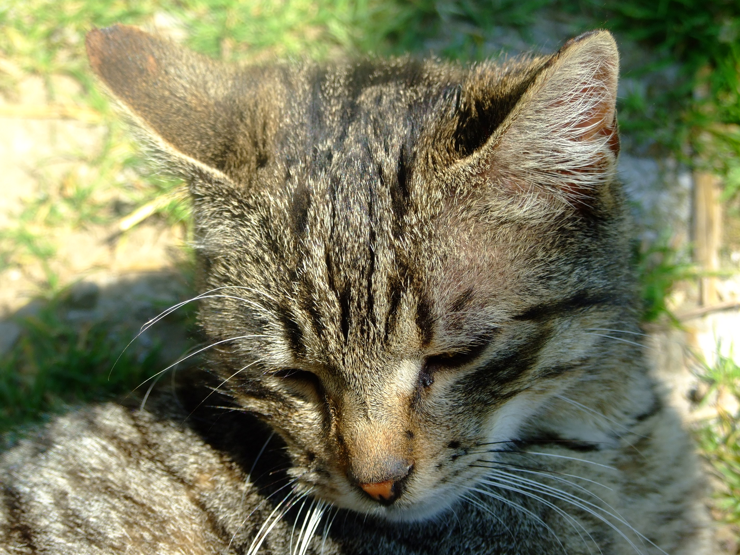 Dscf3671.jpg